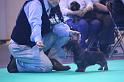 Crufts_dachshunds 058